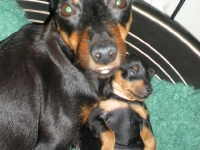 Valparna nästan 4 veckor, Briseis myser med mamma Amie