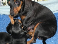 Valparna nästan 4 veckor busar med mamma Amie