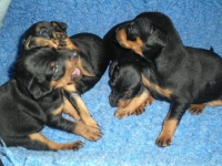 Valparna nästan 4 veckor busar med varandra