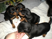 Valparna nästan 4 veckor smakar på köttfärs