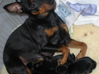 Valparna ett par dagar gamla