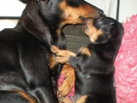 Valparna 4 veckor Amie och Bacchus