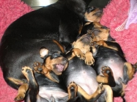 Valparna 4 veckor myser med mamma Amie