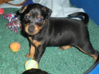 Valparna 5 veckor Briseis