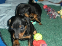 Valparna 5 veckor Bacchus