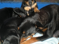 Valparna 5 veckor Bellona