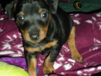 Valparna 5 veckor Bacchus