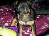 Valparna 5 veckor Bellona