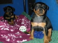 Valparna 5 veckor Berenike och Bacchus