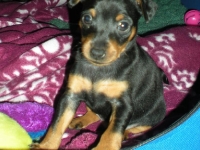 Valparna 5 veckor Briseis