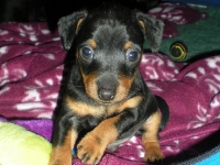 Valparna 5 veckor Bacchus