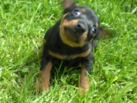 Valparna 6 veckor Bacchus