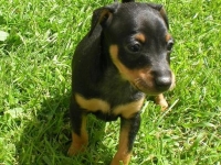 Valparna 6 veckor Bellona