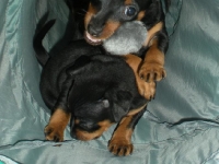 Valparna 6 veckor Berenike och Briseis