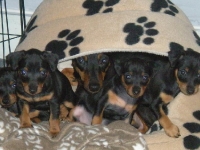 Valparna 6 veckor Briseis, Bacchus, Amie, Berenike och Bellona