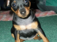 Valparna 7 veckor Berenike