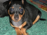 Valparna 7 veckor Berenike