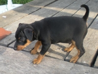 Valparna 7 veckor Bacchus