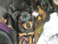 Valparna 7 veckor Amie och Briseis