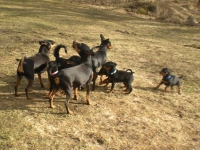 Valparna drygt 7 veckor