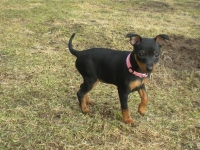 Valparna drygt 7 veckor