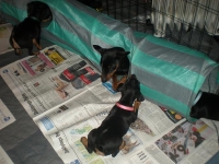 Valparna drygt 7 veckor