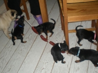 Valparna drygt 7 veckor