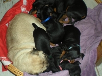 Valparna drygt 7 veckor