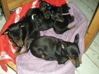 Valparna drygt 7 veckor