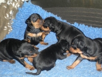 Valparna drygt 3 veckor