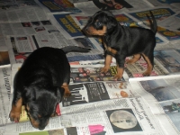 Valparna drygt 4 veckor