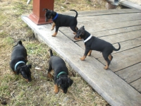 Valparna drygt 7 veckor