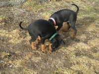 Valparna drygt 7 veckor