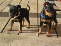 Valparna drygt 7 veckor