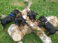 Valparna drygt 7 veckor