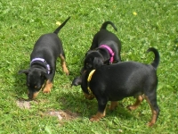 Valparna drygt 7 veckor