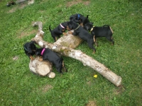 Valparna drygt 7 veckor