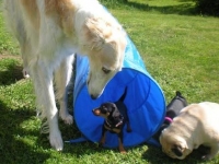 Valparna drygt 7 veckor