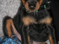 Valparna drygt 7 veckor Dvalin