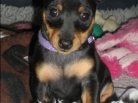 Valparna drygt 7 veckor Discordia