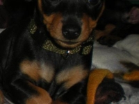 Valparna drygt 7 veckor Djoser