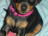 Valparna drygt 7 veckor Diana