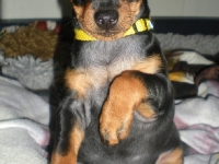 Valparna drygt 7 veckor Dante