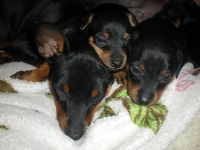 Valparna 5 veckor med Cimmie