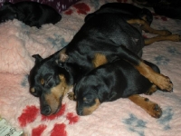 Brizby med valp 5 veckor