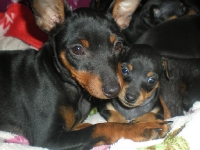 Valparna 5 veckor med Cimmie