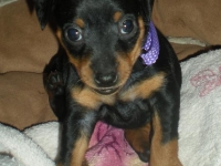 Valparna 5 veckor tik