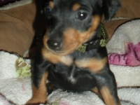 Valparna 5 veckor hane