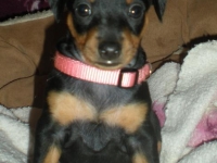 Valparna 5 veckor tik