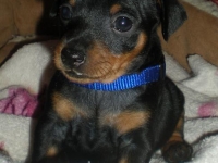 Valparna 5 veckor hane